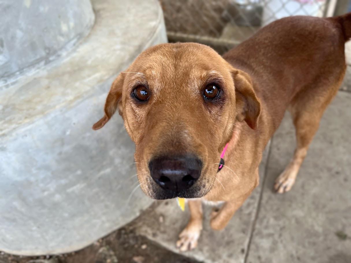 Enlarge Cherry* A213411, a Adoptable mixed breed in Plano, TX image 3/6