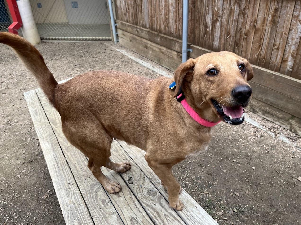 Enlarge Cherry* A213411, a Adoptable mixed breed in Plano, TX image 1/6