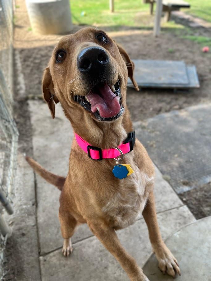 Enlarge Cherry* A213411, a Adoptable mixed breed in Plano, TX image 2/6