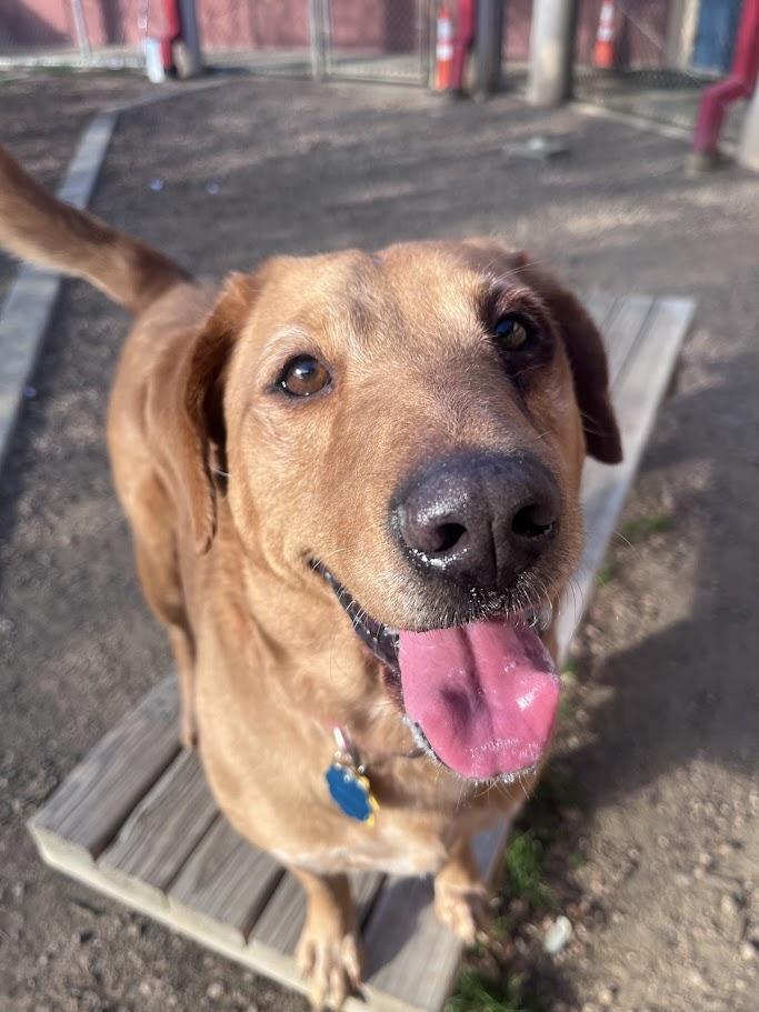 Enlarge Cherry* A213411, a Adoptable mixed breed in Plano, TX image 6/6