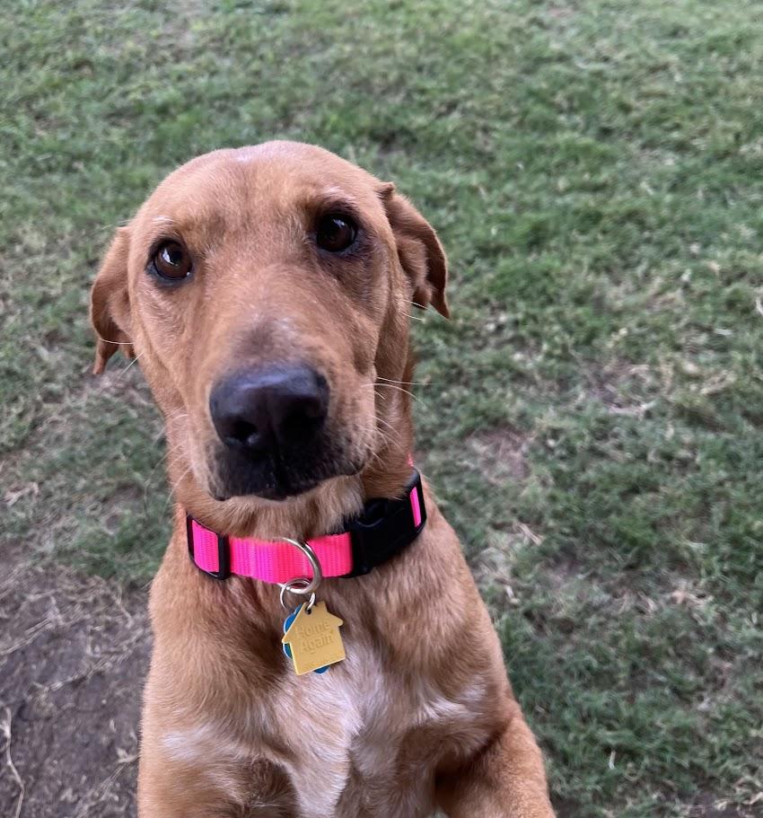 Enlarge Cherry* A213411, a Adoptable mixed breed in Plano, TX image 4/6