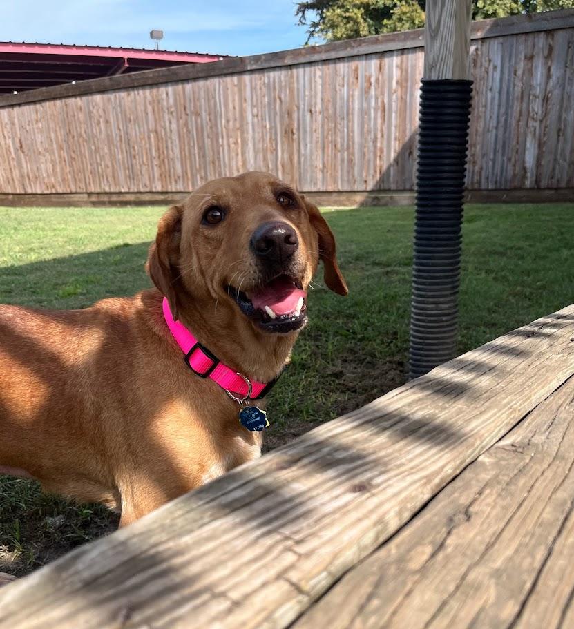 Cherry A213411