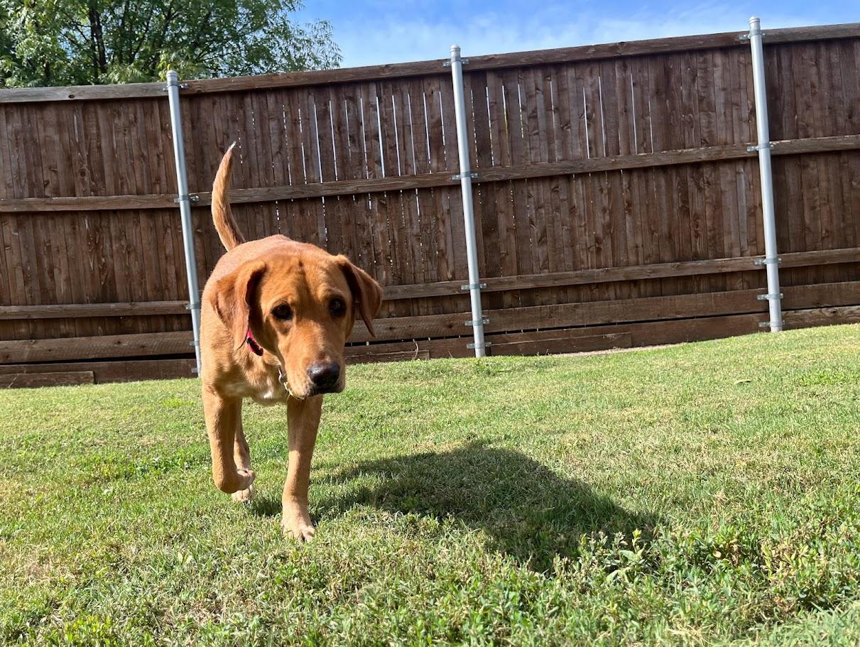 Cherry A213411