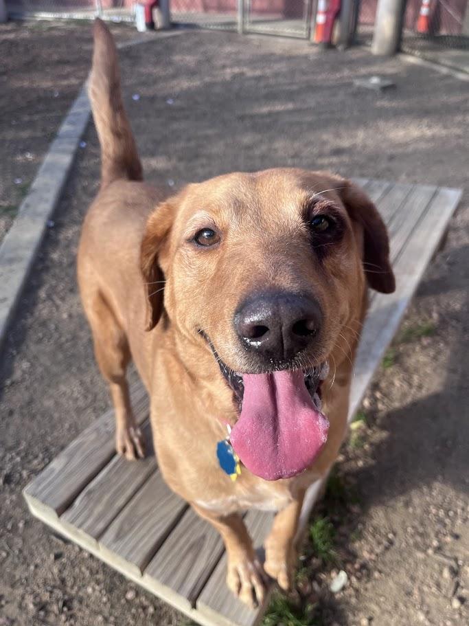 Cherry* A213411, Adoptable, Adult Female Labrador Retriever.