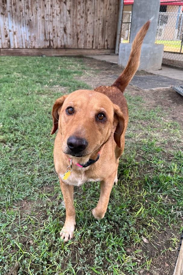 Enlarge Cherry* A213411, a Adoptable mixed breed in Plano, TX image 6/6