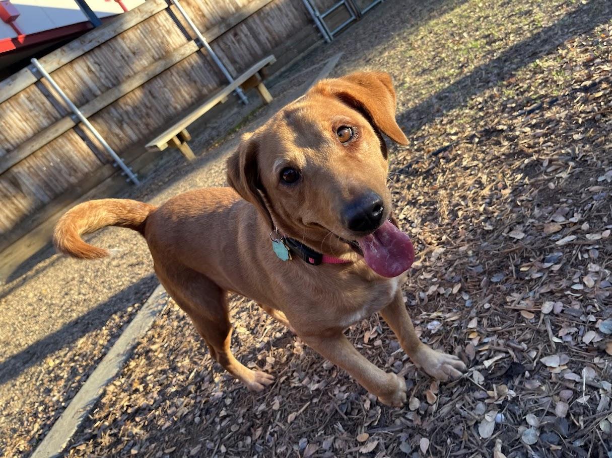 Cherry* A213411, Adoptable, Adult Female Labrador Retriever.