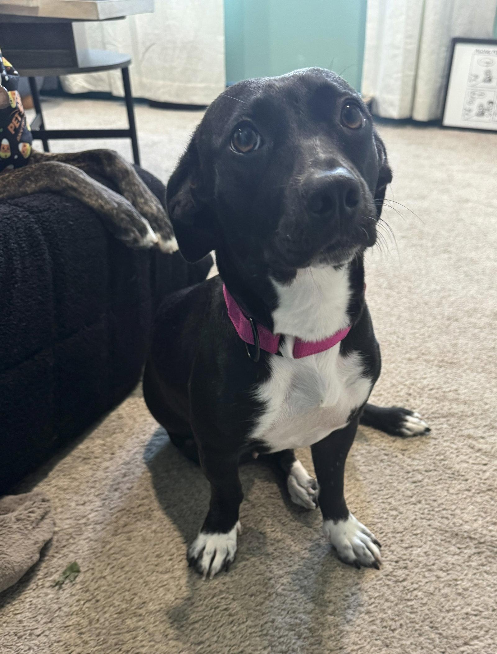 Gladys, Adoptable, Young Female Dachshund.