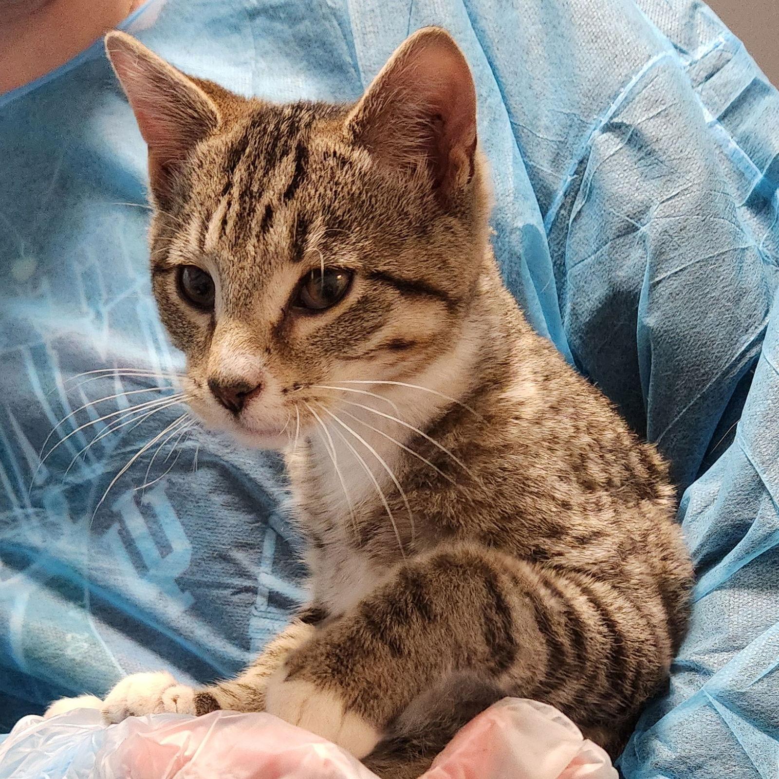 Randy, Adoptable, Young Male Domestic Short Hair & Tabby.