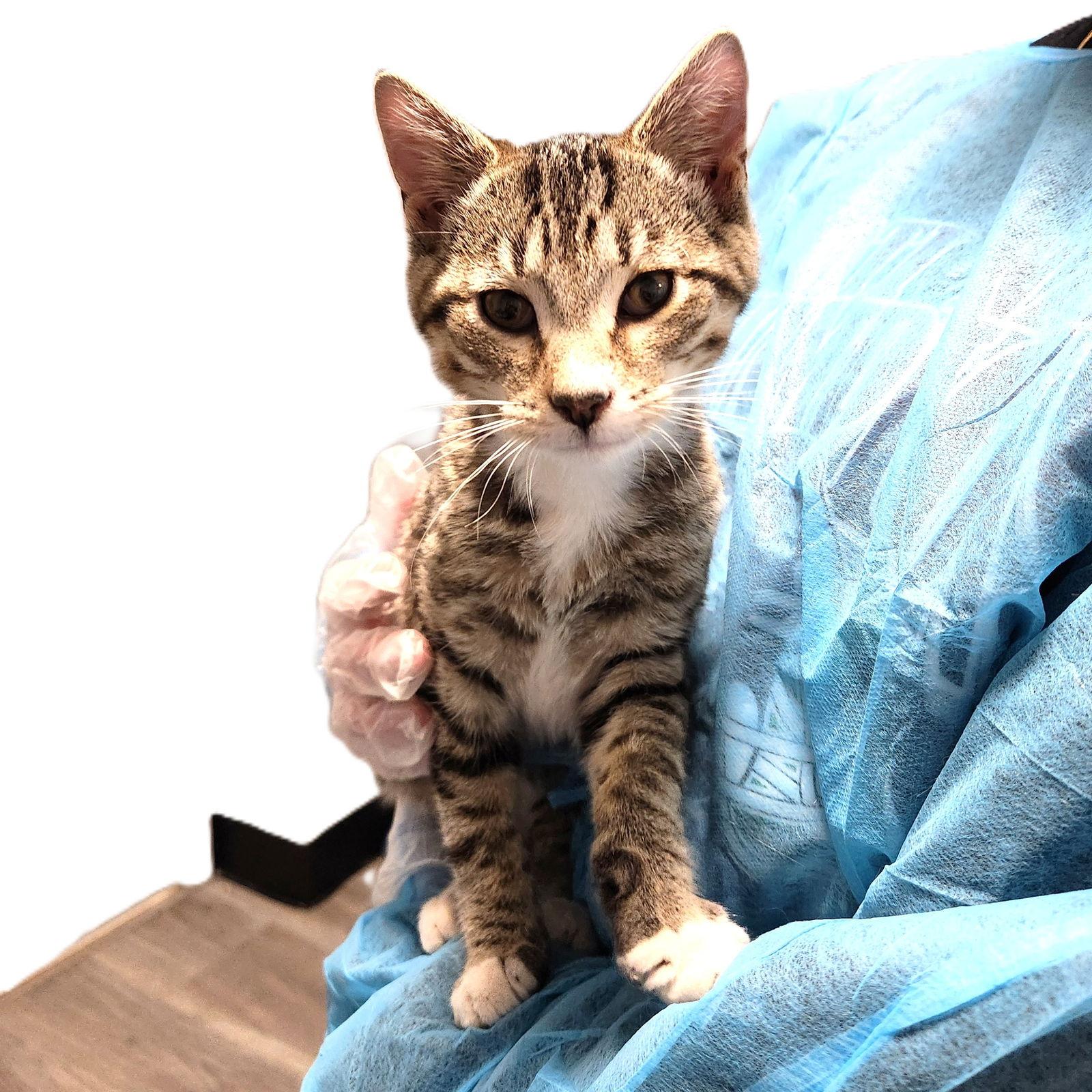 Enlarge Randy, a Adoptable mixed breed in Greenfield, IN image 2/2