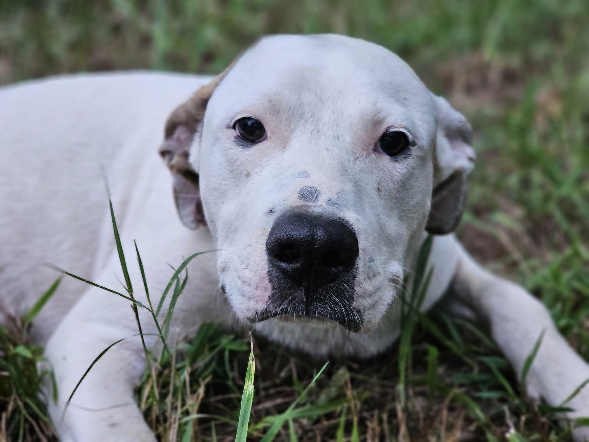 Stone, a Adoptable mixed breed in Fort Payne, AL image 1/4