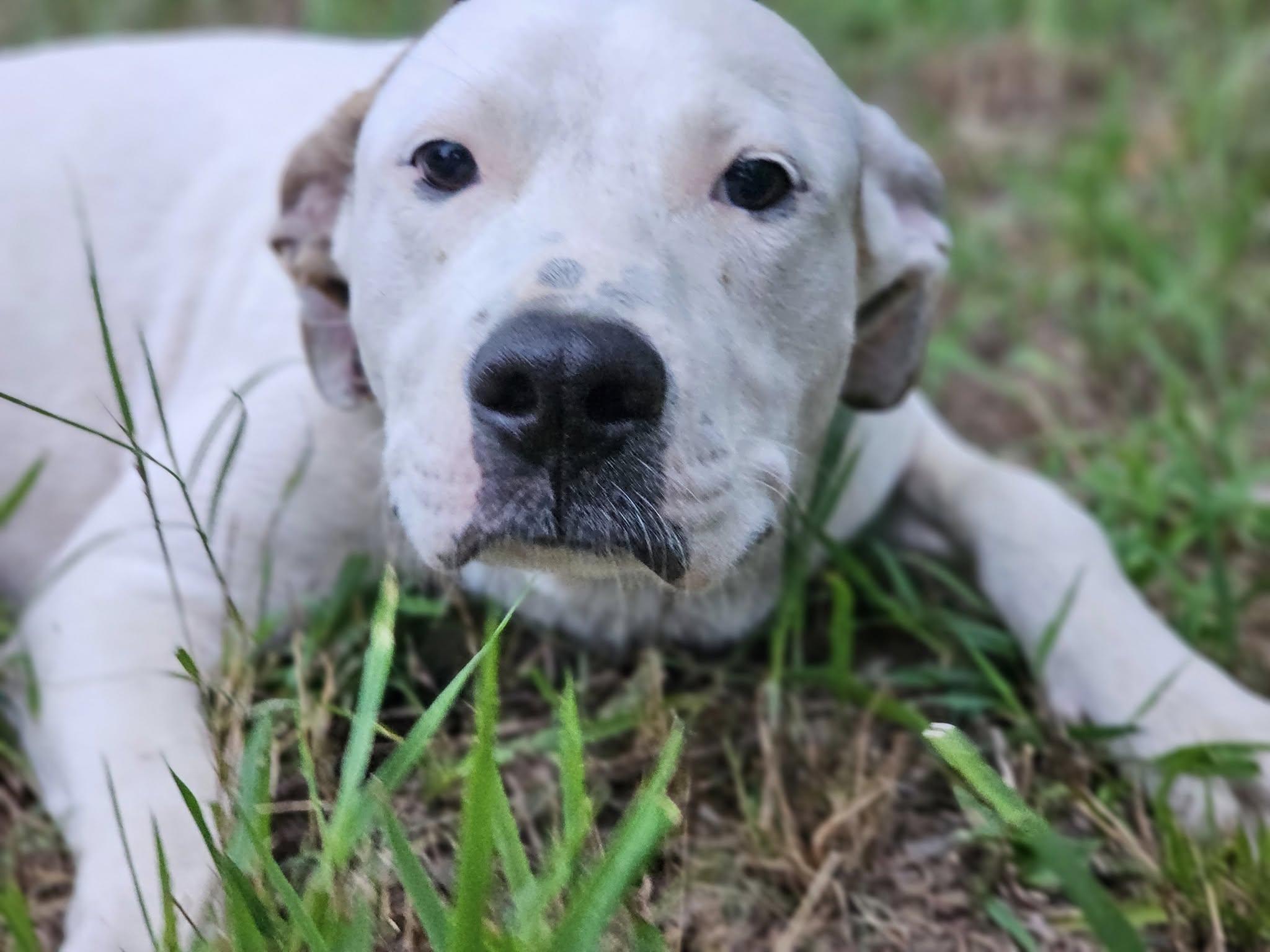 Stone, a Adoptable mixed breed in Fort Payne, AL image 3/4