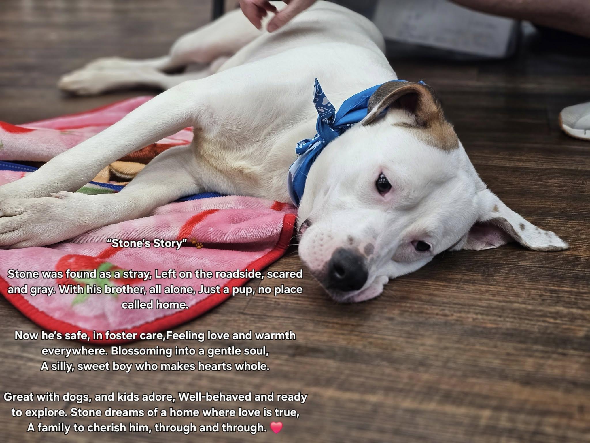 Stone, a Adoptable mixed breed in Fort Payne, AL image 4/4