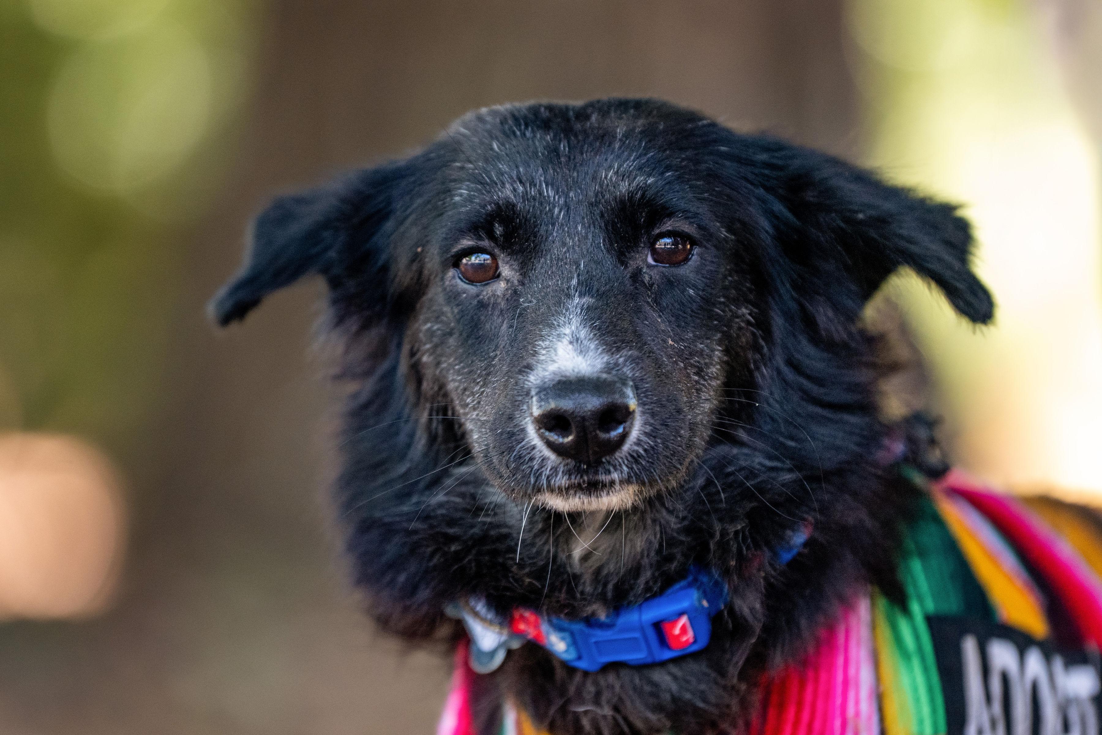 Adopt Jessie