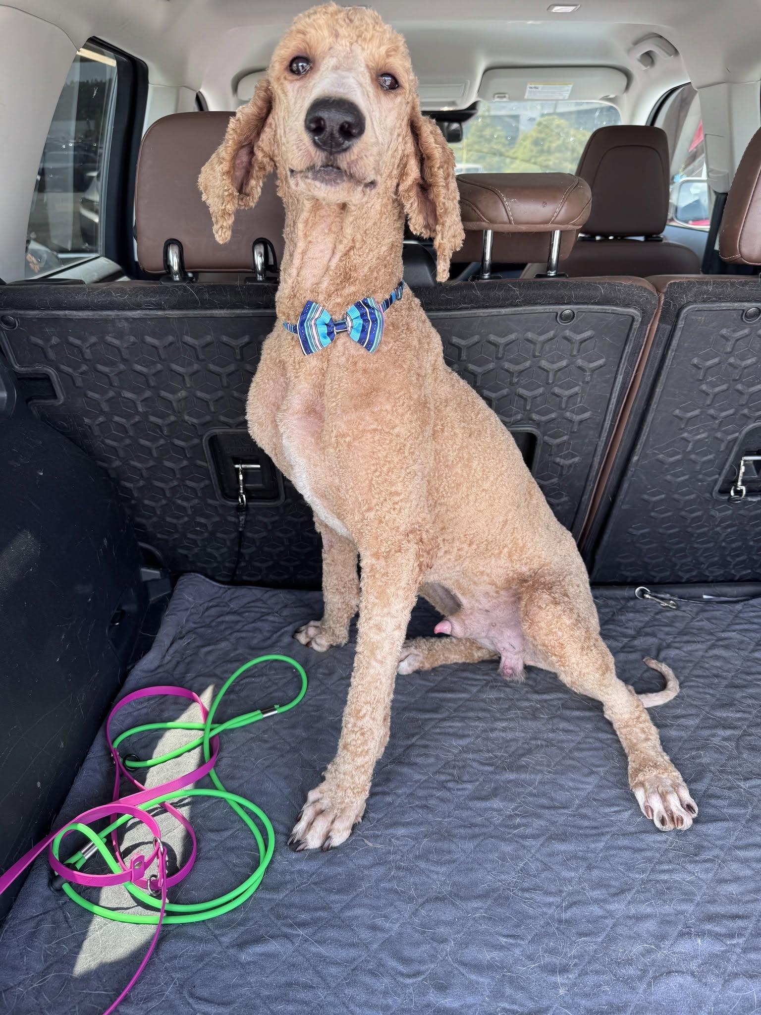 Enlarge Captain Crunch, a Adopted Standard Poodle in Greenville, SC image 1/3