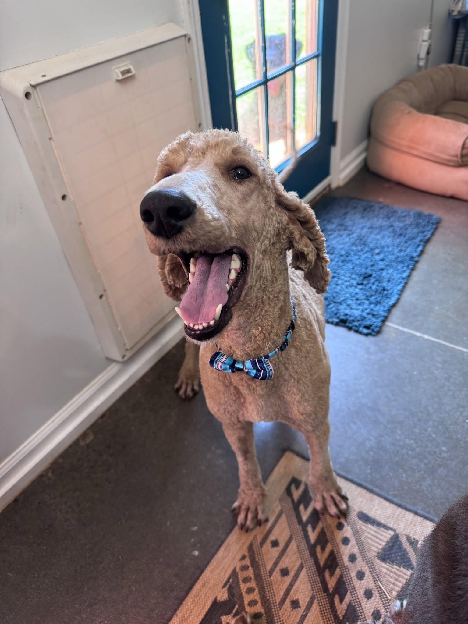 Enlarge Captain Crunch, a Adopted Standard Poodle in Greenville, SC image 2/3