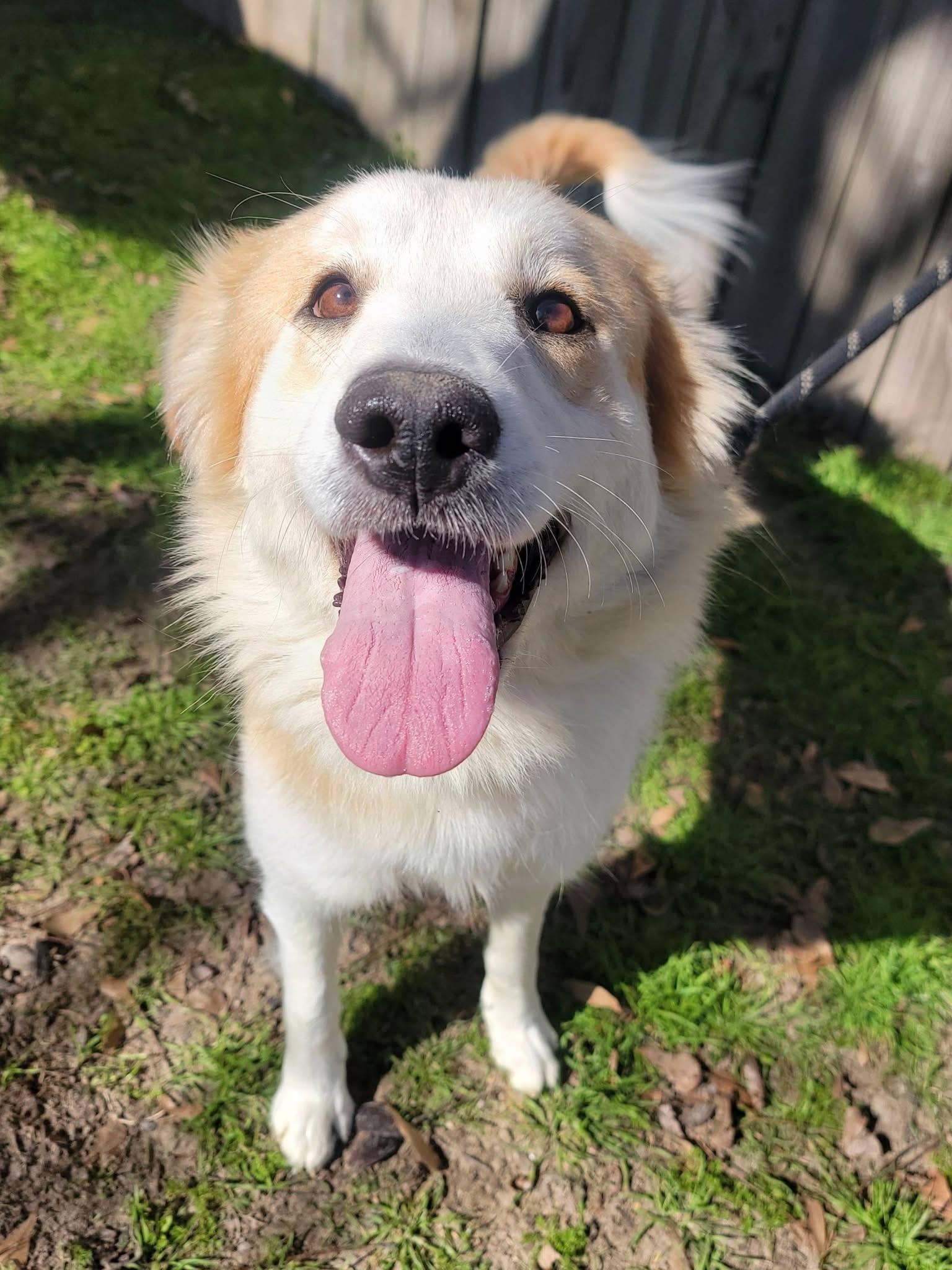 Enlarge Lucky , a ADOPTABLE mixed breed in Mendham, NJ image 4/4