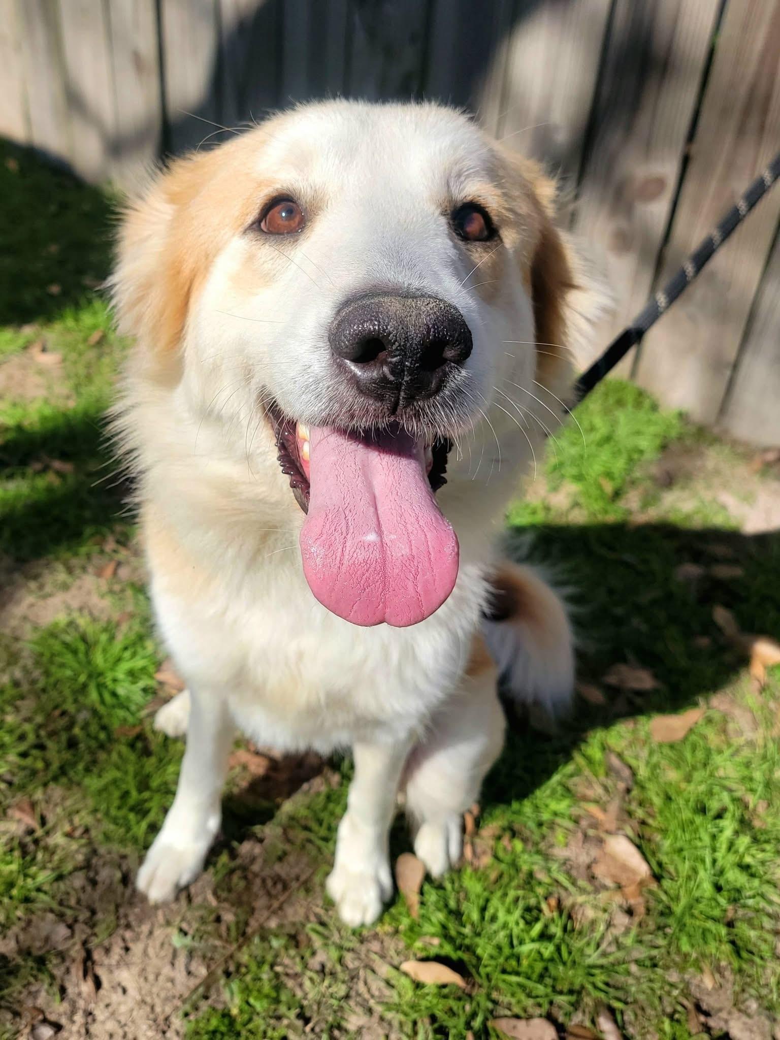 Enlarge Lucky , a ADOPTABLE mixed breed in Mendham, NJ image 3/4