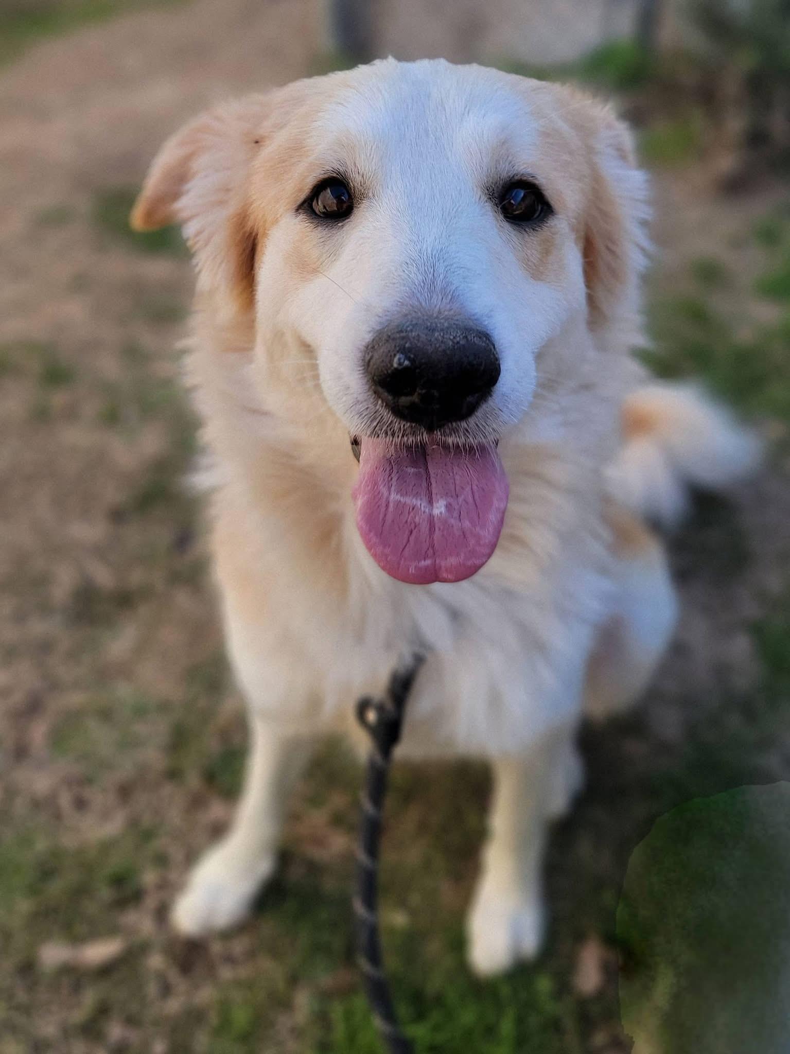 Lucky , ADOPTABLE, Young Female Golden Retriever & Great Pyrenees.