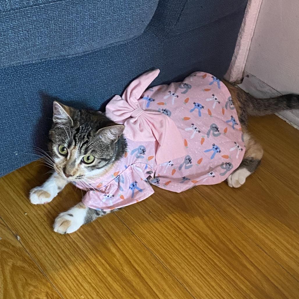 Mia, Adoptable, Young Female Domestic Short Hair.