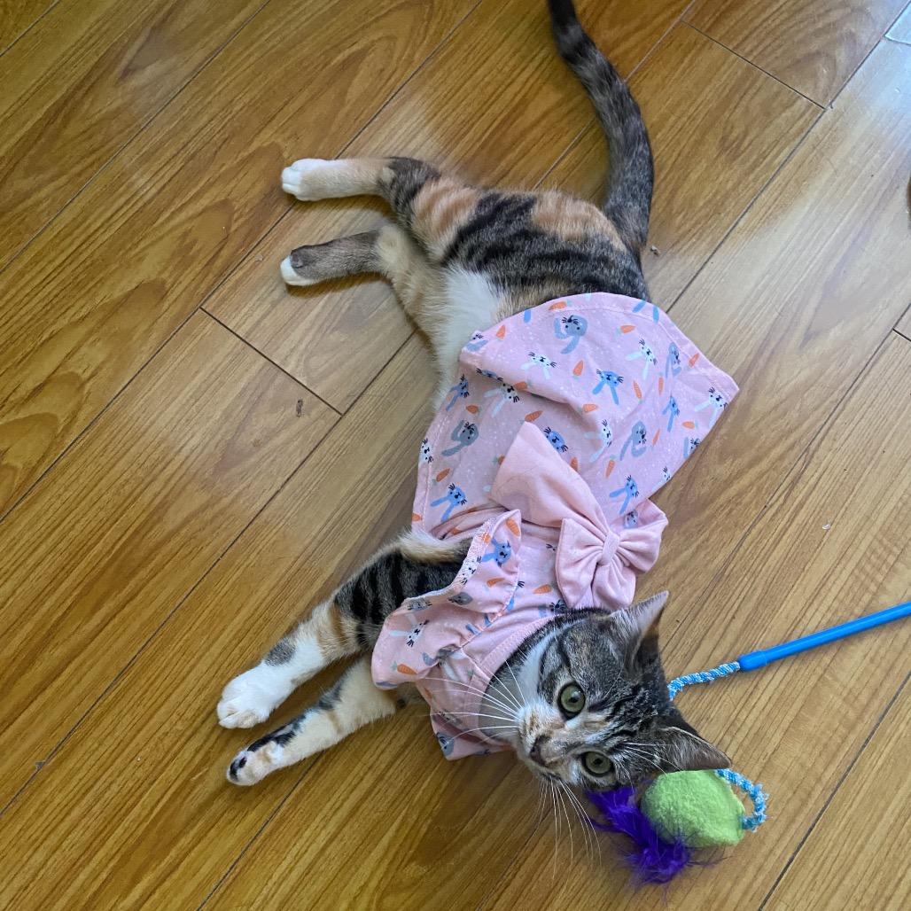 Enlarge Mia, a Adoptable Domestic Short Hair in Simi Valley, CA image 2/3