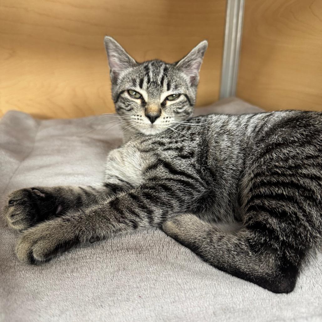 Catniss, Adoptable, Kitten Female Domestic Short Hair.