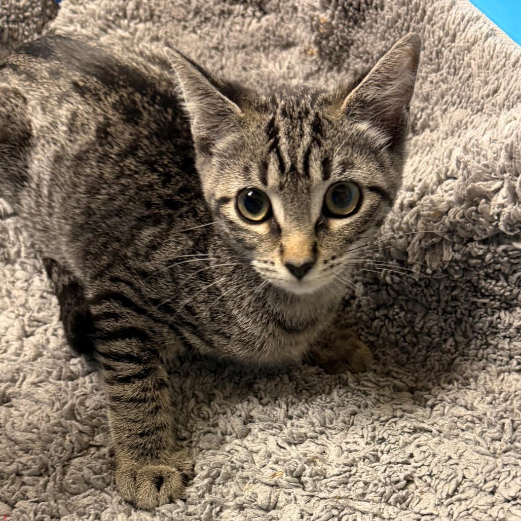 Enlarge Catniss, a Adoptable Domestic Short Hair in Brookfield, WI image 2/4