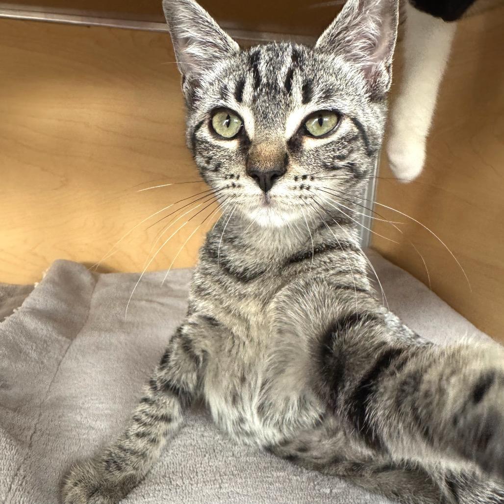 Enlarge Catniss, a Adoptable Domestic Short Hair in Brookfield, WI image 3/4