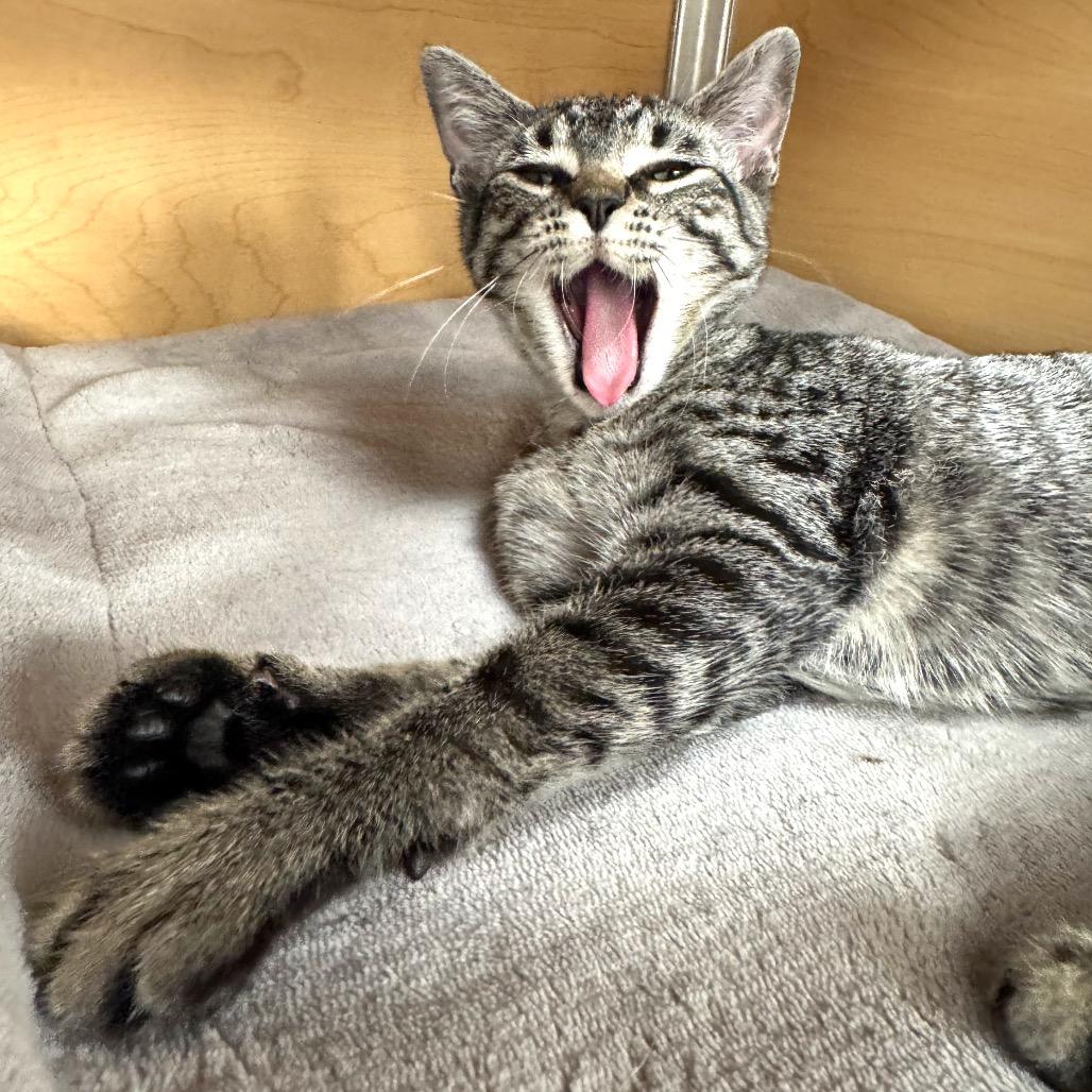 Enlarge Catniss, a Adoptable Domestic Short Hair in Brookfield, WI image 4/4