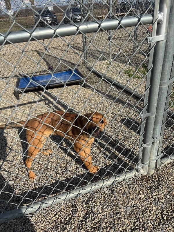 Enlarge Fawna, a Adoptable mixed breed in Georgetown, OH image 1/1