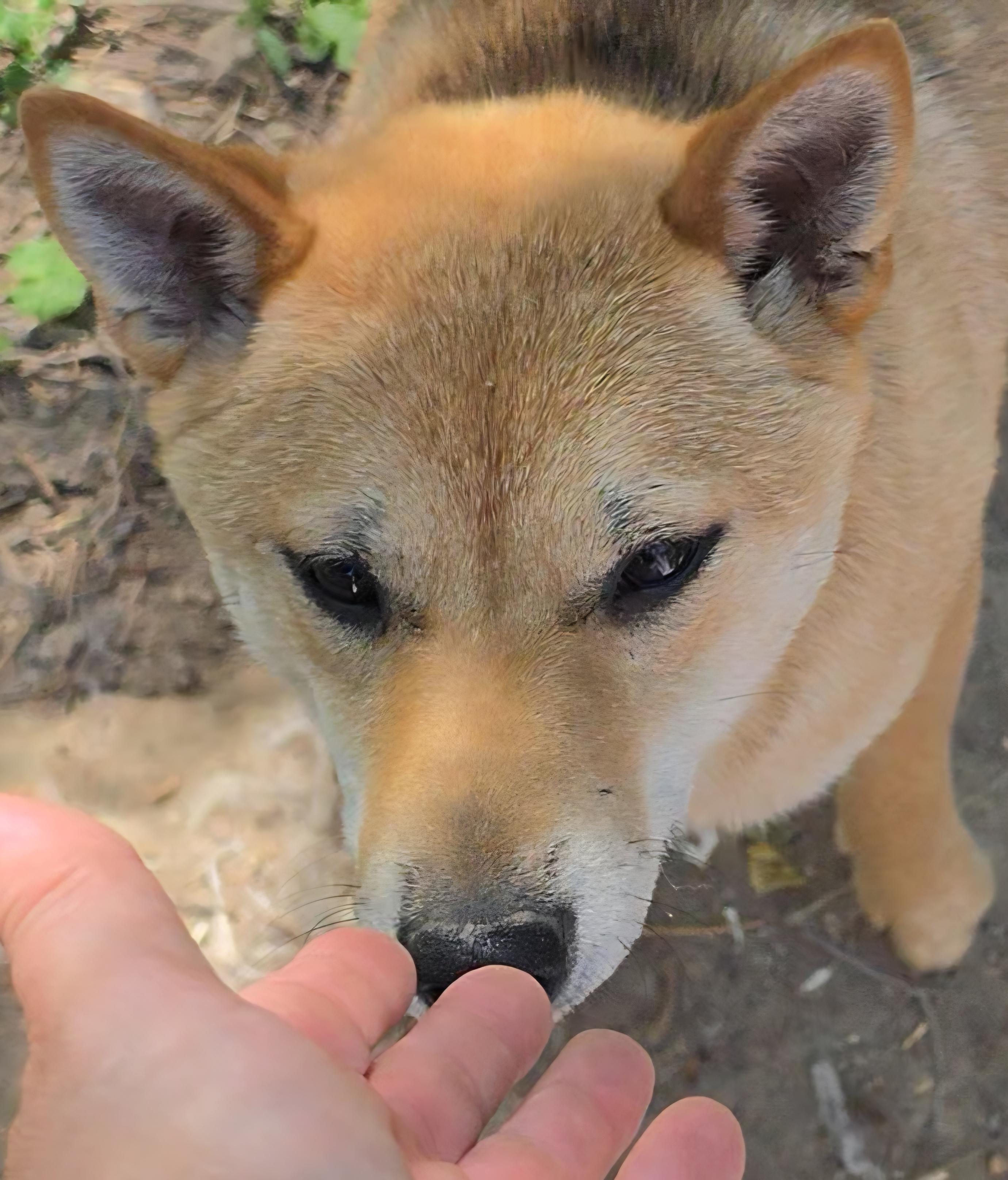 Jun-Jim, ADOPTABLE, Young Female Shiba Inu.