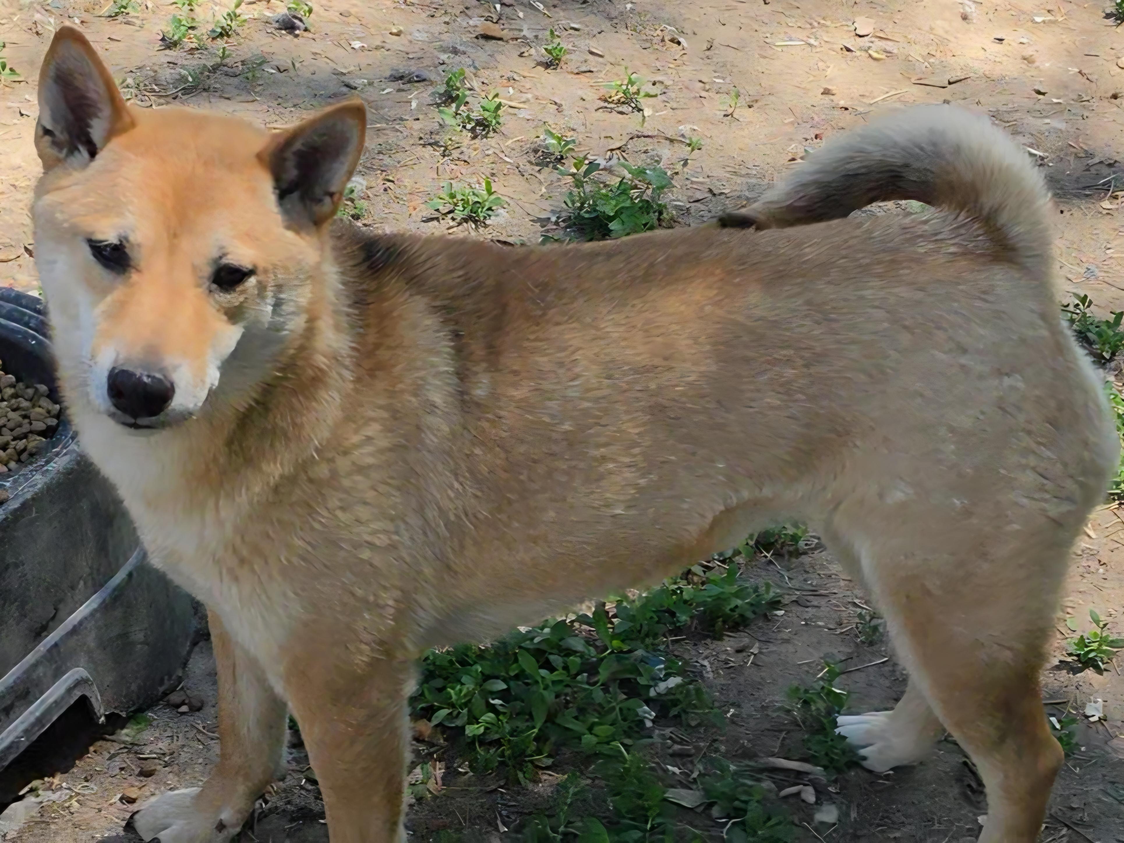 Jun-Jim, a ADOPTABLE Shiba Inu in LaGrange, IN image 2/2