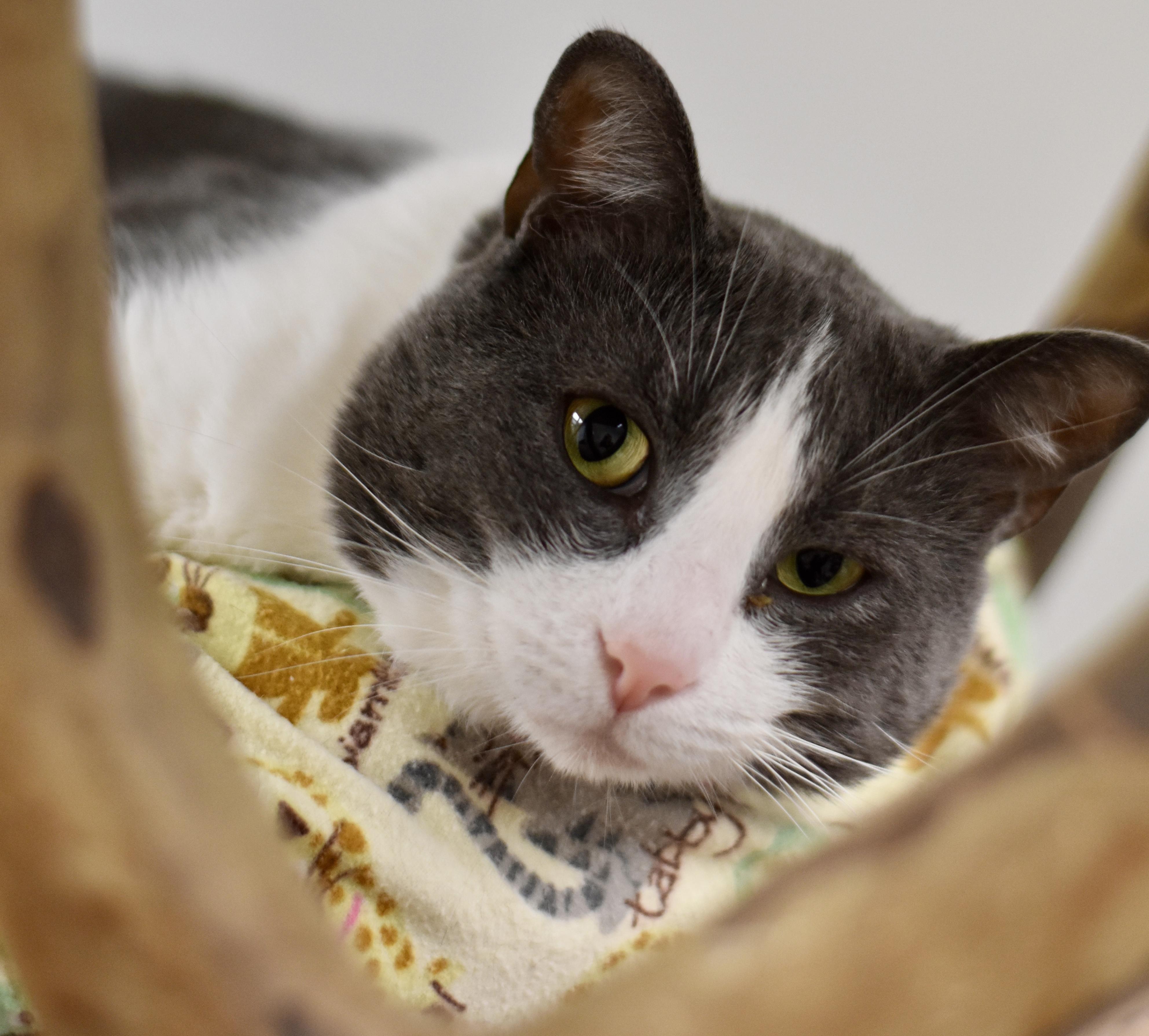 Cessna, a Adoptable Domestic Short Hair image 1/3