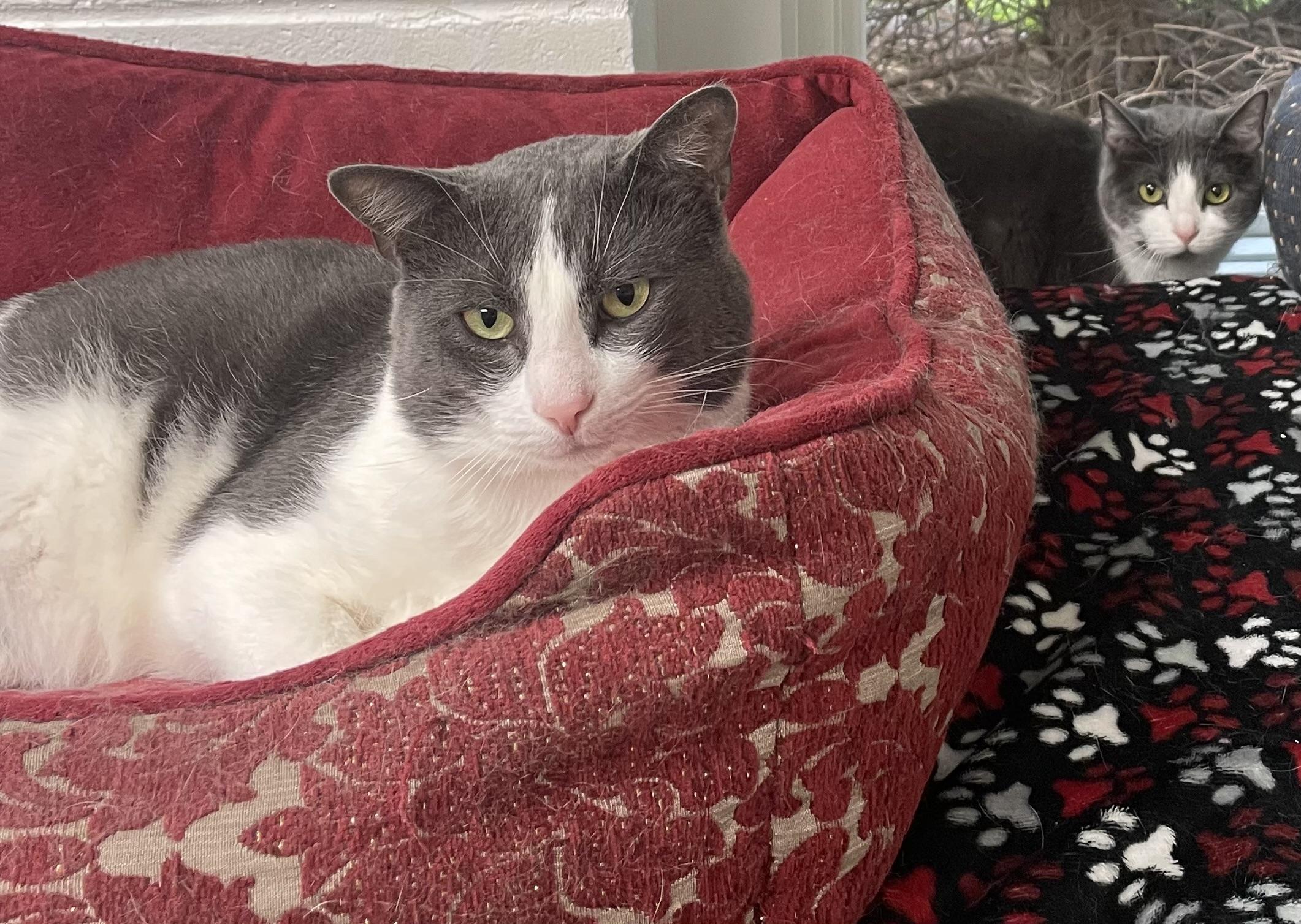 Cessna, a Adoptable Domestic Short Hair image 2/3