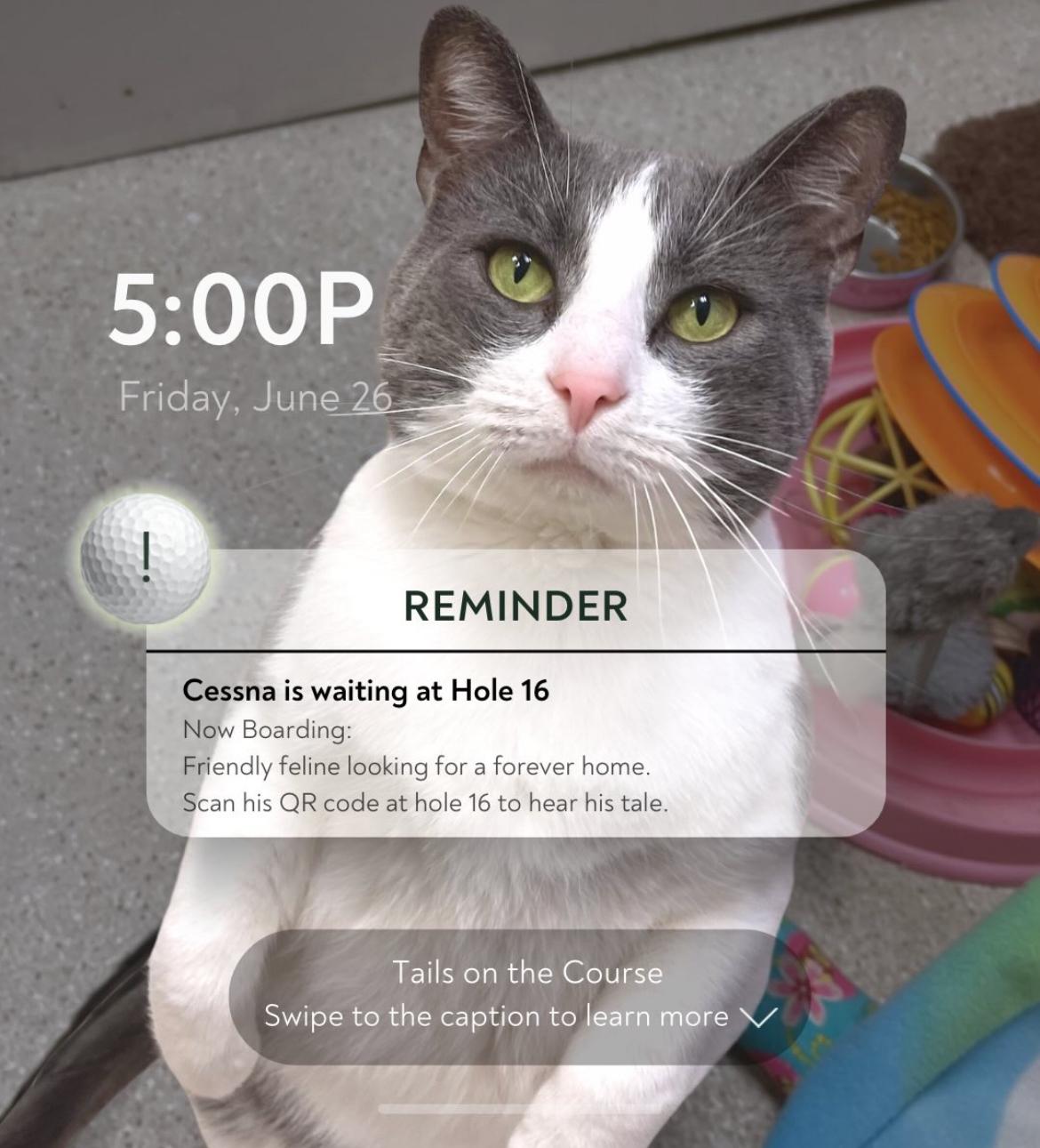 Enlarge Cessna, a Adoptable Domestic Short Hair in Cincinnati, OH image 5/5