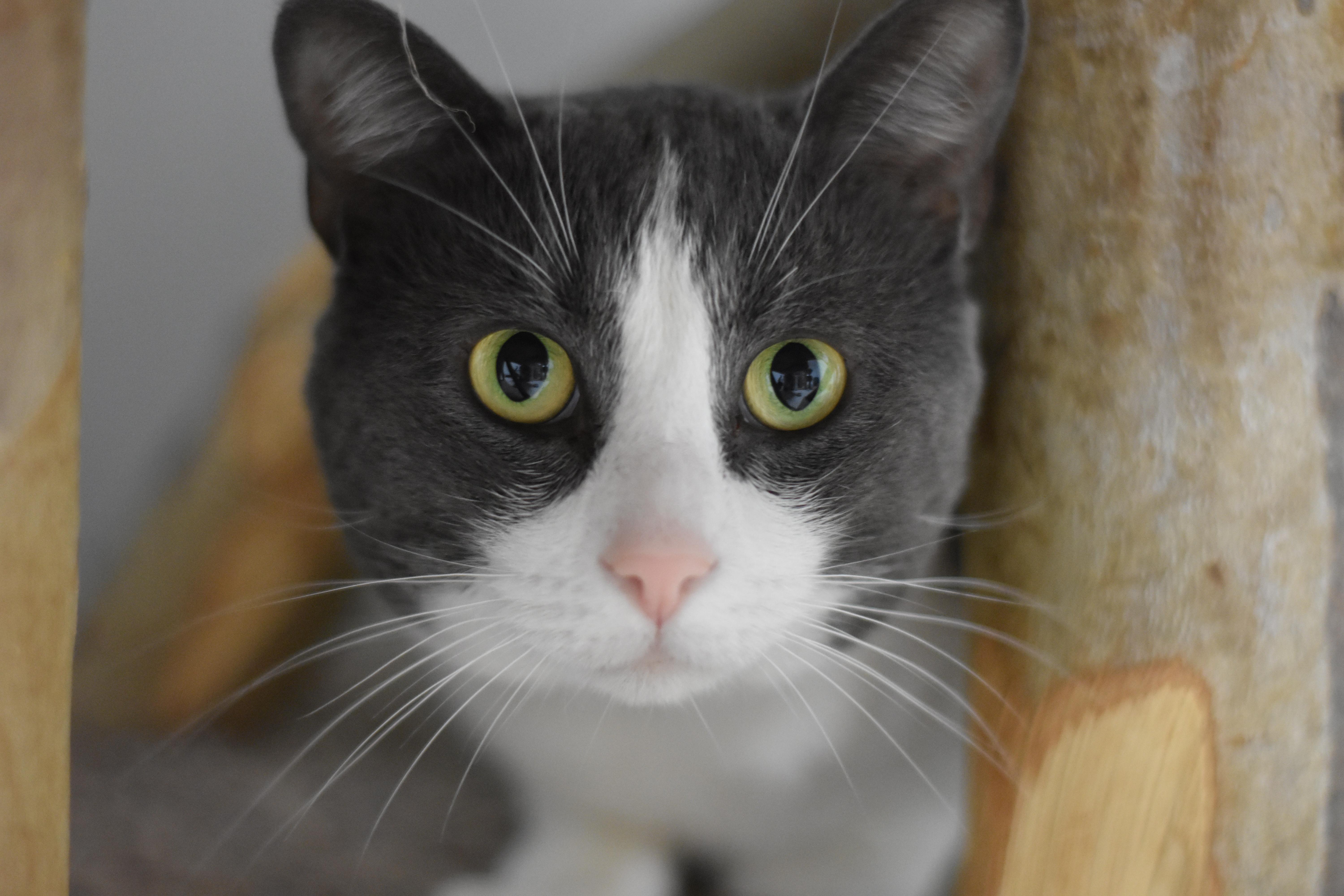 Cessna, a Adoptable Domestic Short Hair image 3/3