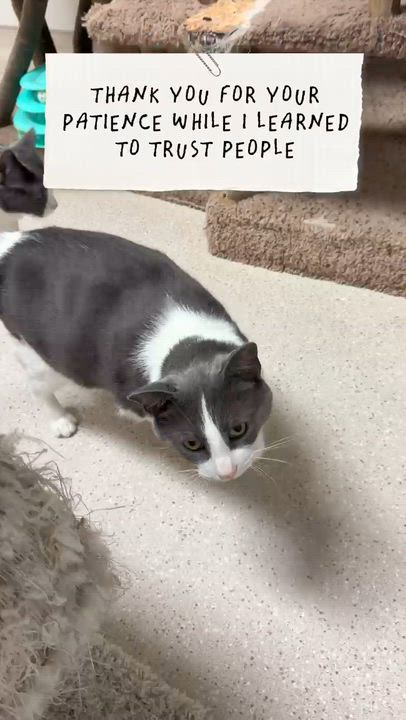 Enlarge Cessna, a Adoptable Domestic Short Hair in Cincinnati, OH video 4/4
