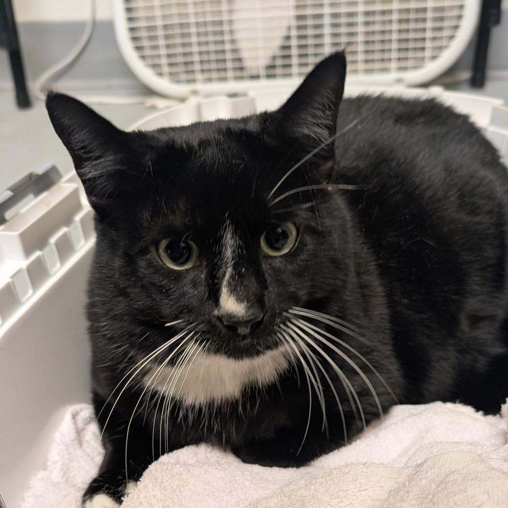 Fruity Pebbles - Freja, a Adoptable Domestic Short Hair in Charlottesville, VA image 1/4