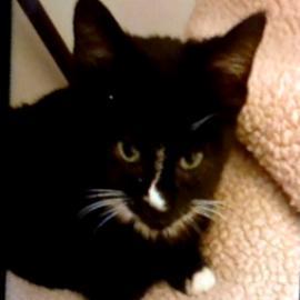 Fruity Pebbles - Freja, a Adoptable Domestic Short Hair in Charlottesville, VA image 2/4