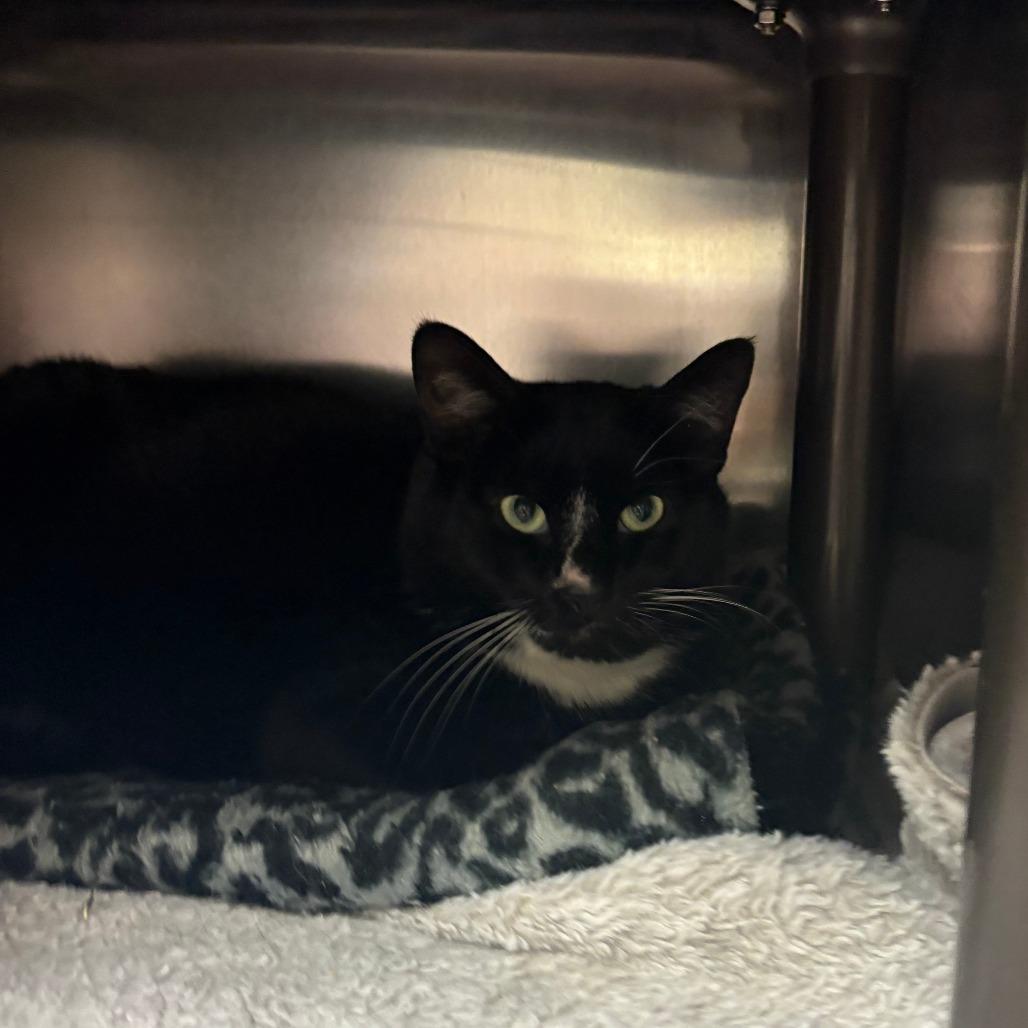 Fruity Pebbles - Freja, a Adoptable Domestic Short Hair in Charlottesville, VA image 4/4