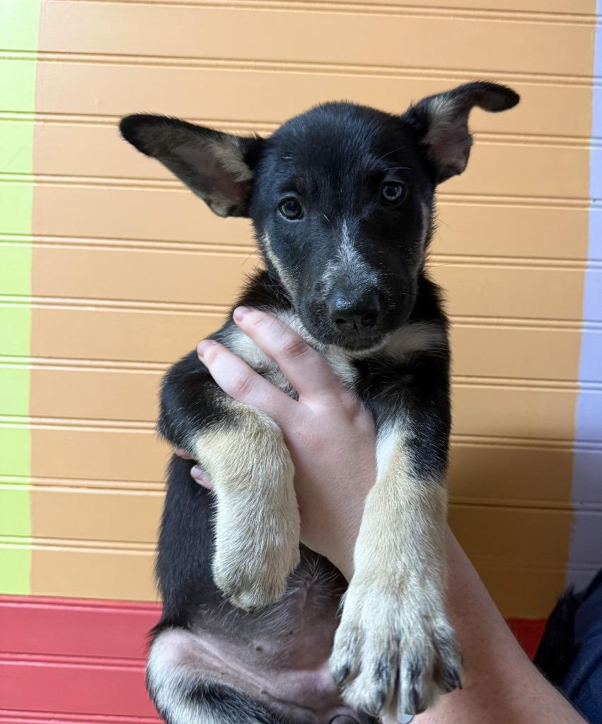 Fergi, a Adopted mixed breed in Murray, KY image 1/2