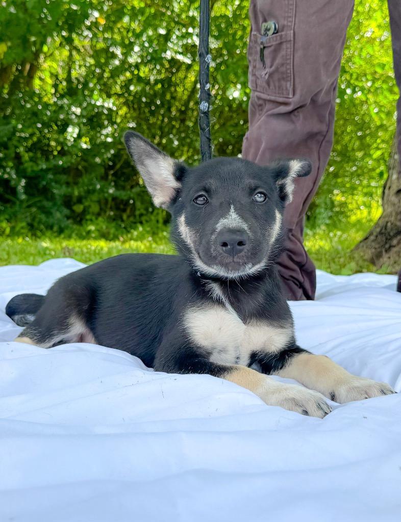 Fergi, a Adopted mixed breed in Murray, KY image 2/2