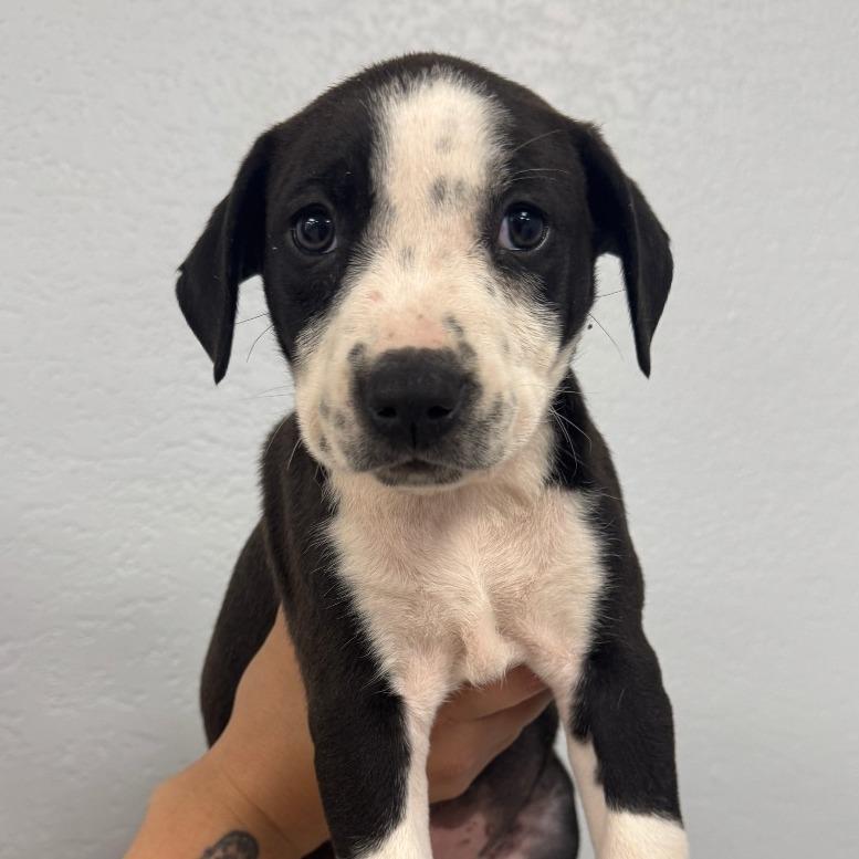 Enlarge Pipsqueak, a Adoptable mixed breed in Waco, TX image 1/1