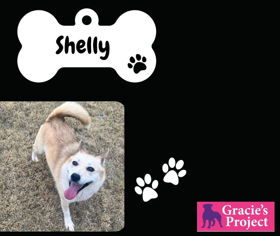 Dog for adoption Shelly, a Shiba Inu Mix in Grand Rapids , MI Petfinder