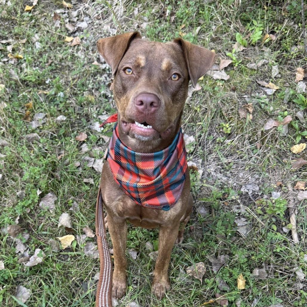 Enlarge Boudreaux, a Adoptable Mixed Breed in Brookfield, WI image 3/5