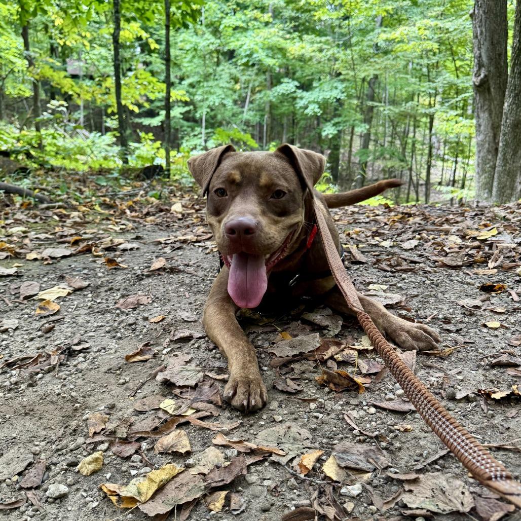 Enlarge Boudreaux, a Adoptable Mixed Breed in Brookfield, WI image 4/5