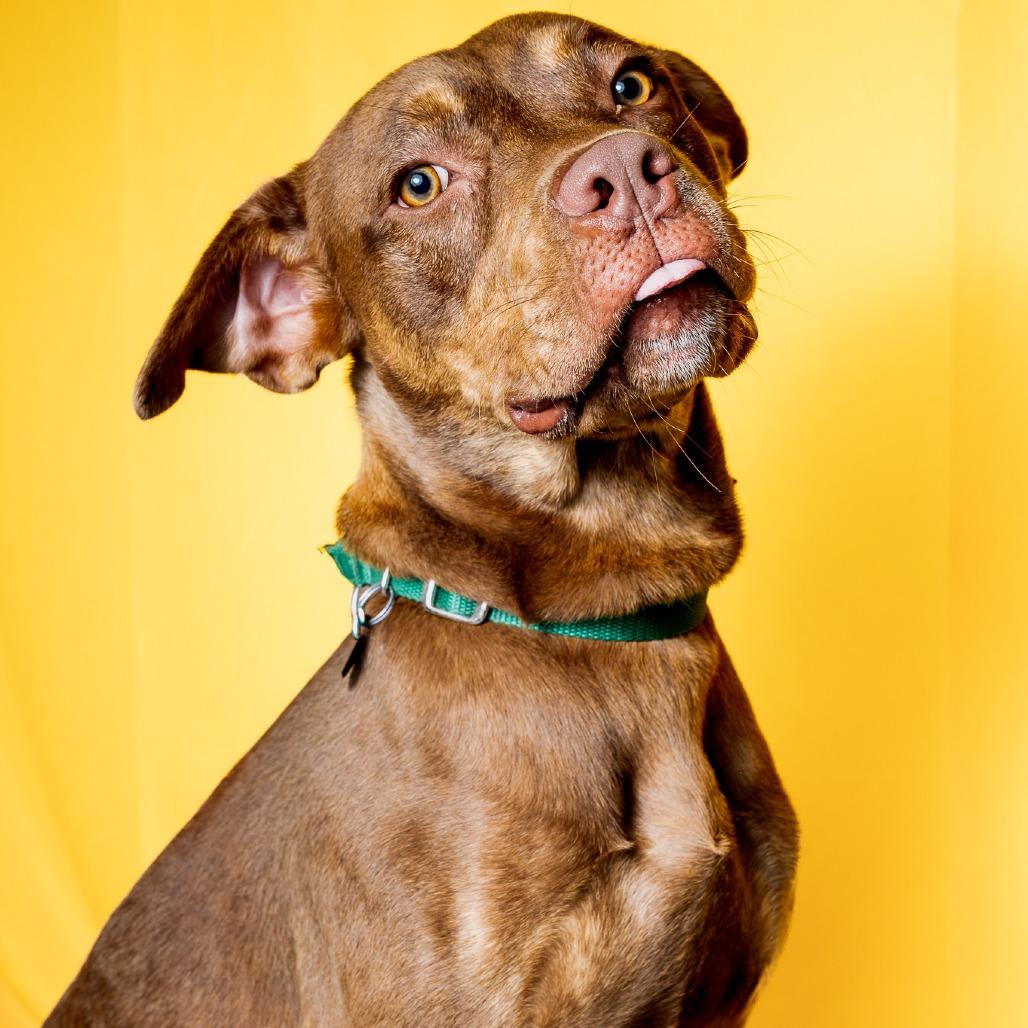 Enlarge Boudreaux, a Adoptable Mixed Breed in Brookfield, WI image 5/5