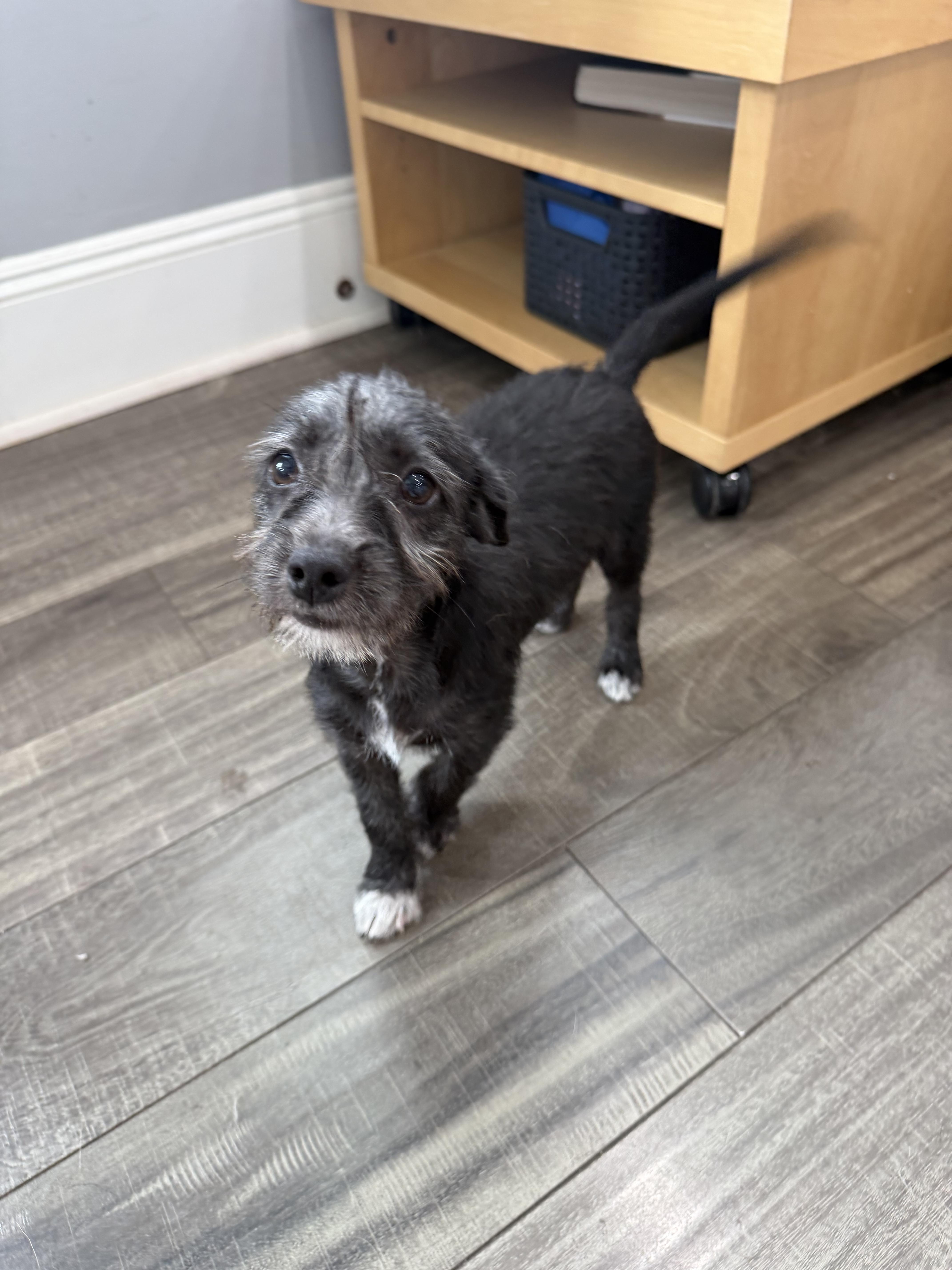 Enlarge Odessa, a ADOPTABLE mixed breed in Mahwah, NJ image 3/6