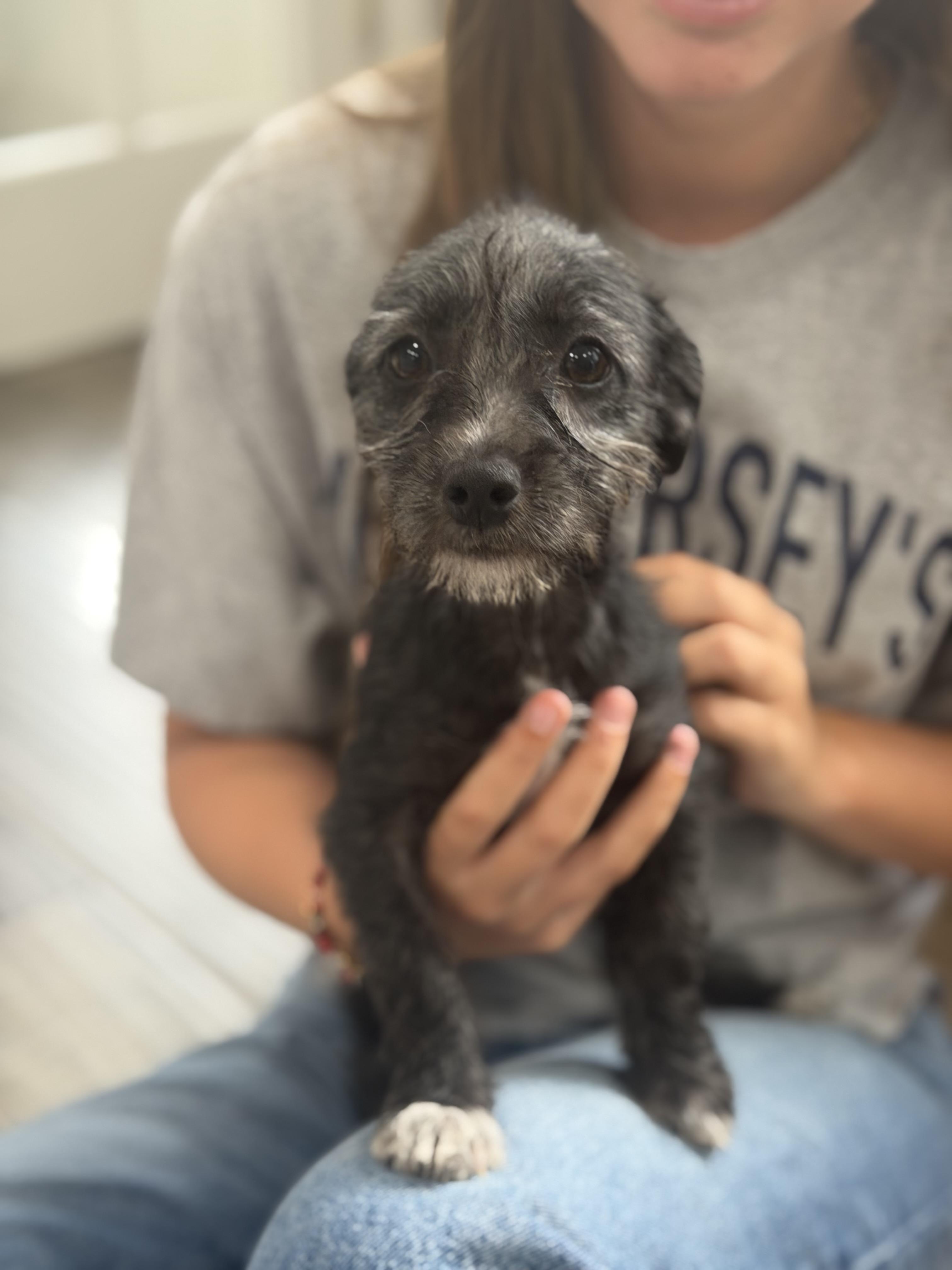 Enlarge Odessa, a ADOPTABLE mixed breed in Mahwah, NJ image 6/6