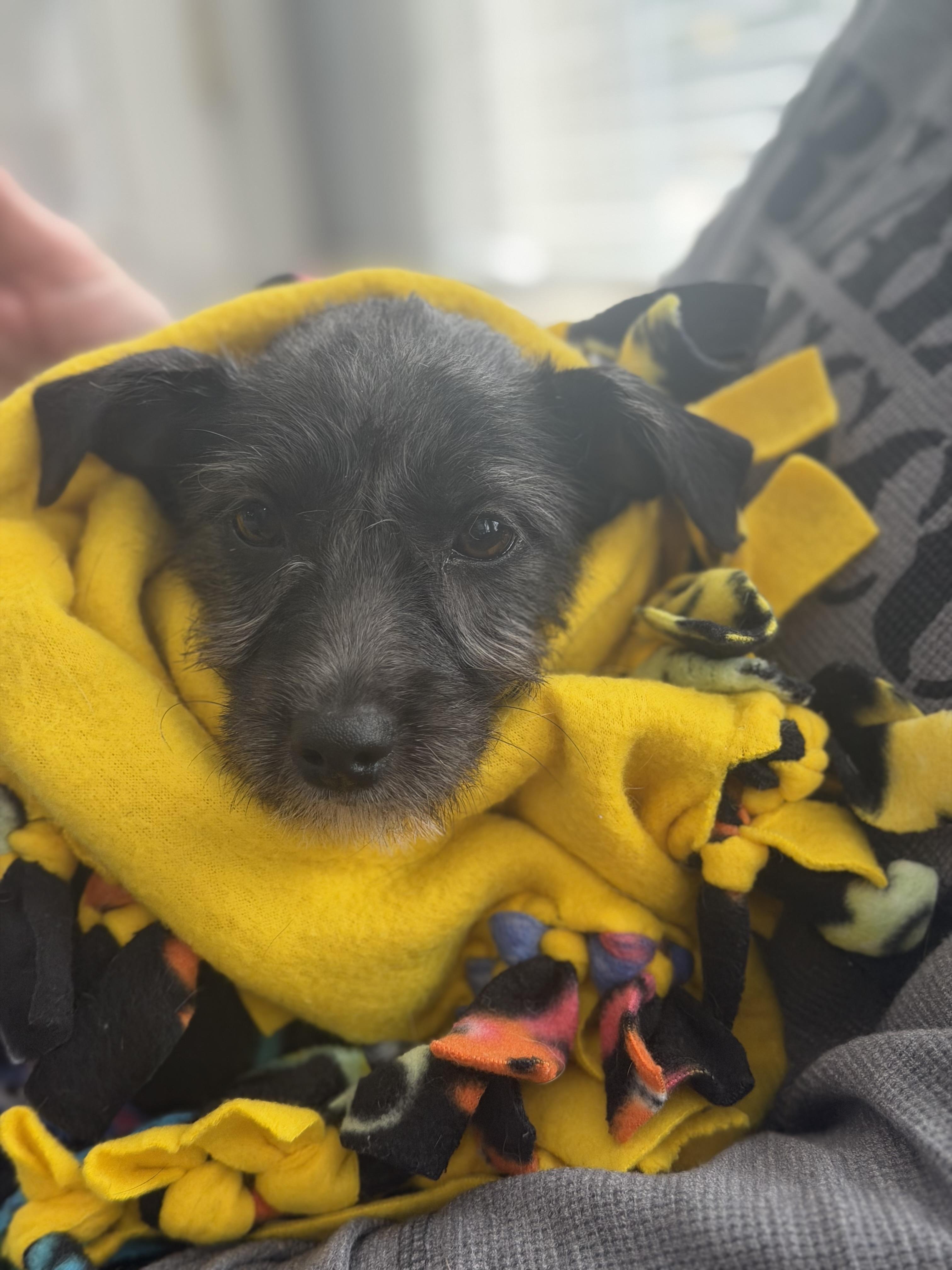 Enlarge Odessa, a ADOPTABLE mixed breed in Mahwah, NJ image 4/6
