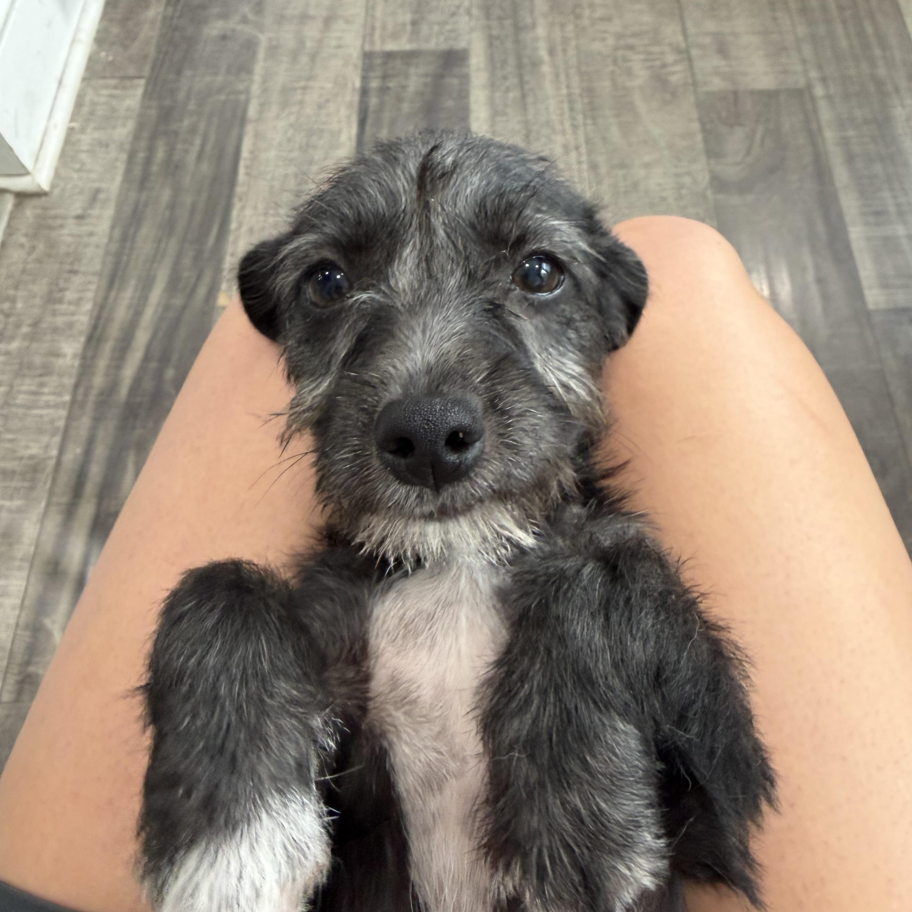 Enlarge Odessa, a ADOPTABLE mixed breed in Mahwah, NJ image 2/6